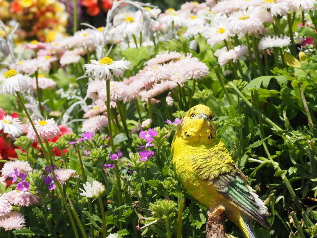 花園の黄色インコ