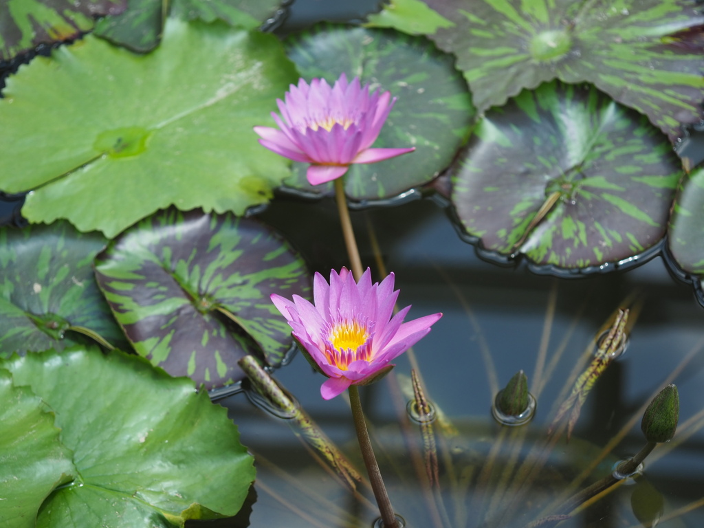 クイーンオブサイアム