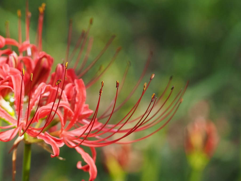 曼珠沙華