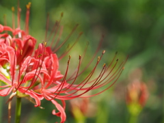 曼珠沙華