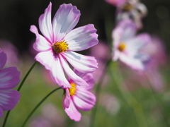 コスモス