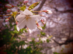 サクラ色の瞬間