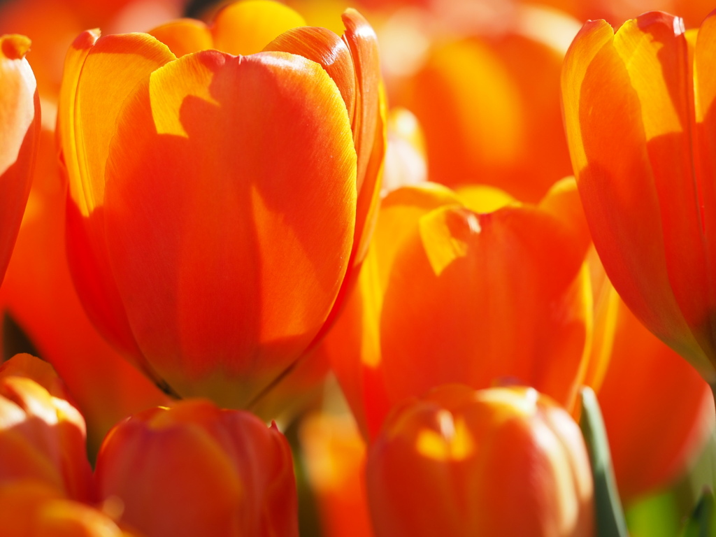 花の中に光をためて