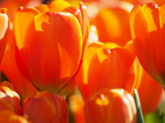 花の中に光をためて