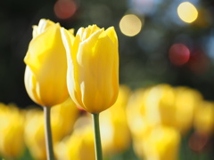 アイスチューリップ