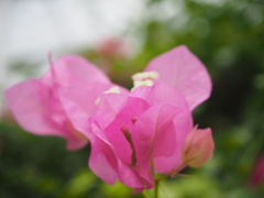 ブーゲンビリア