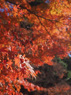 紅葉