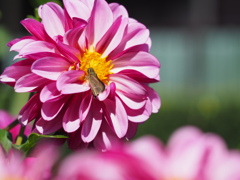 アメジストオープ