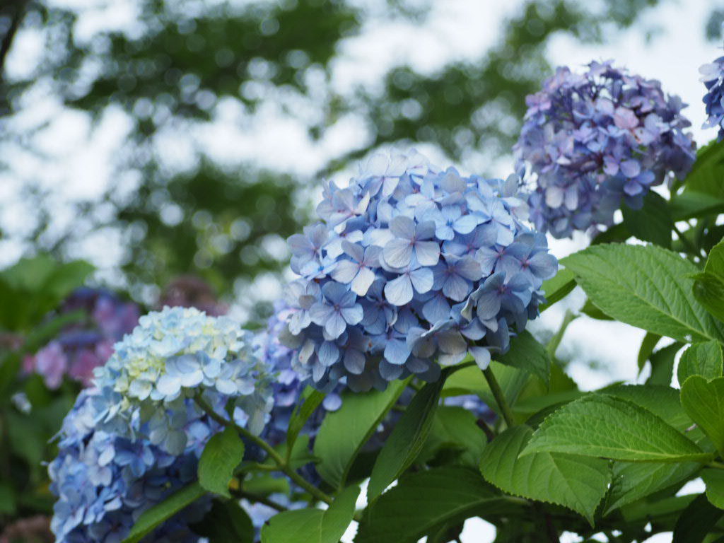 雨のすき間のあじさい