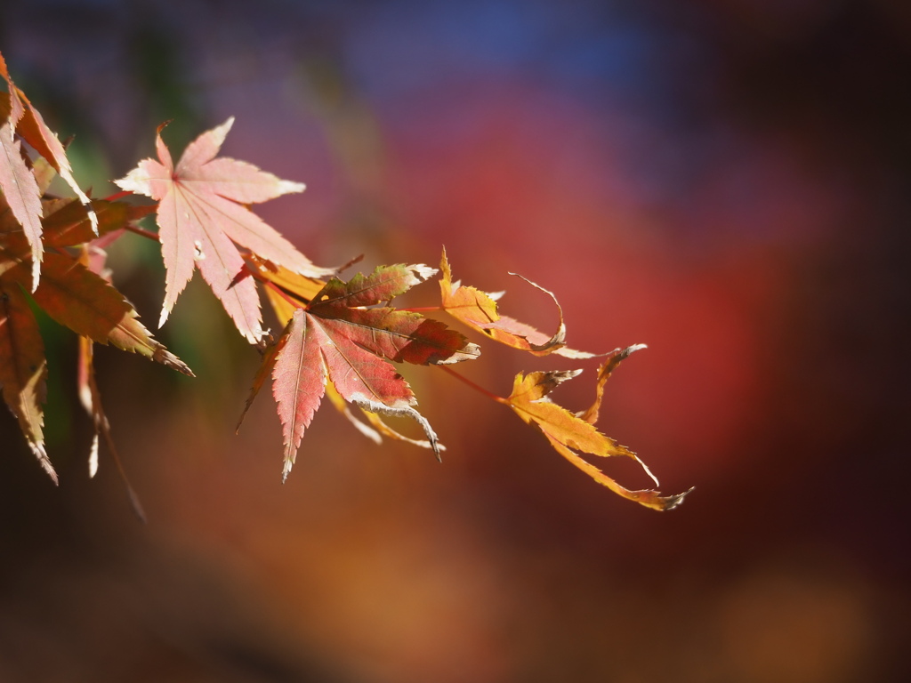 紅葉