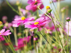 コスモス
