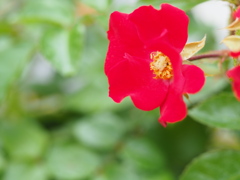 赤のバラ