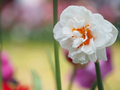 花壇の中の