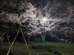 夜桜