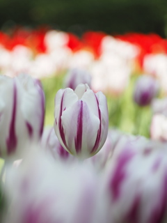 チューリップ