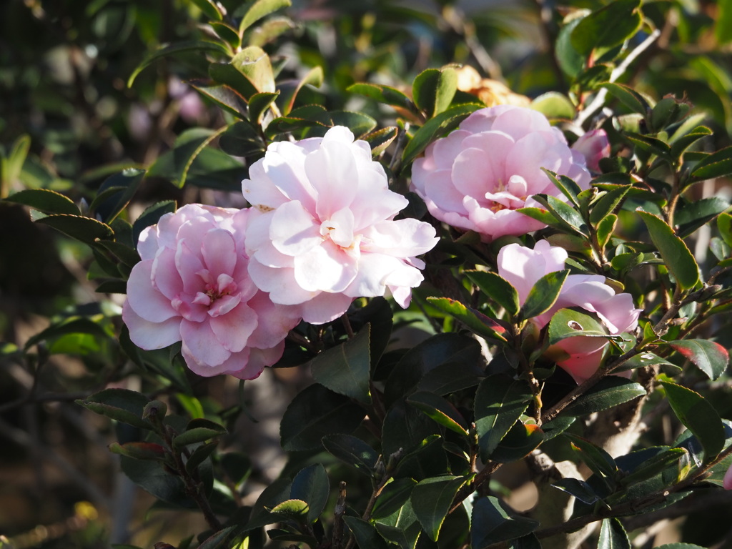 冬のなかの彩り