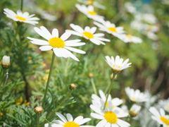 白のじゅうたん