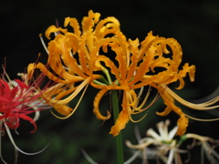 オレンジ色の曼珠沙華