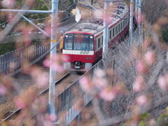 京急と、桜