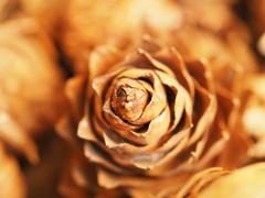 過ぎ去った秋のなごり