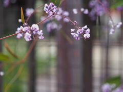 P小さくとも、しっかりした花です