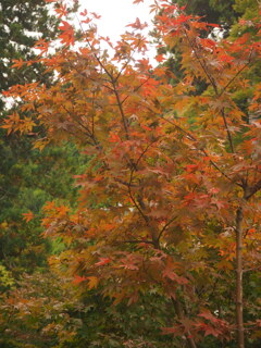 紅葉