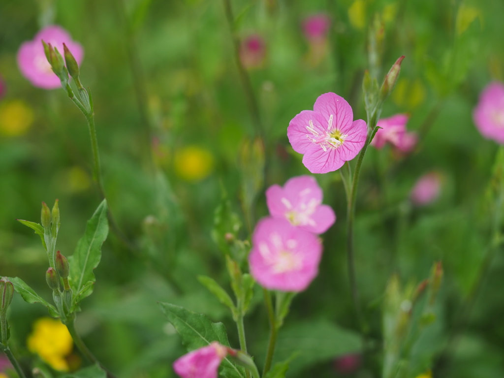 かわいいピンク