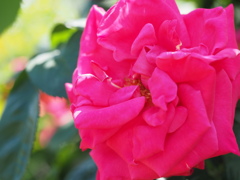 シェラプローズ