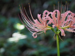 ピンクもありますね