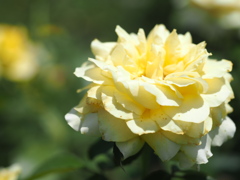 テュールーズロートレック