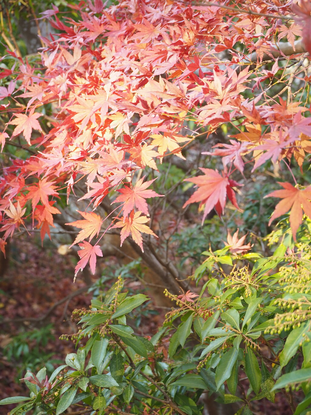紅葉狩り