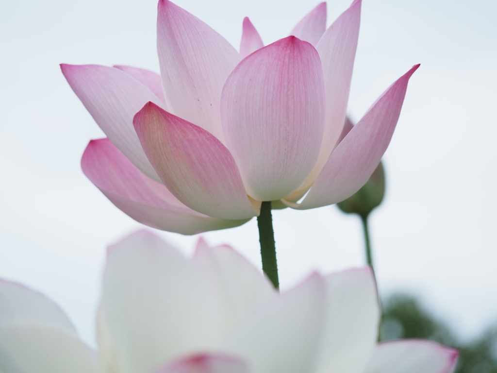 浮き立つピンク