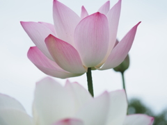 浮き立つピンク