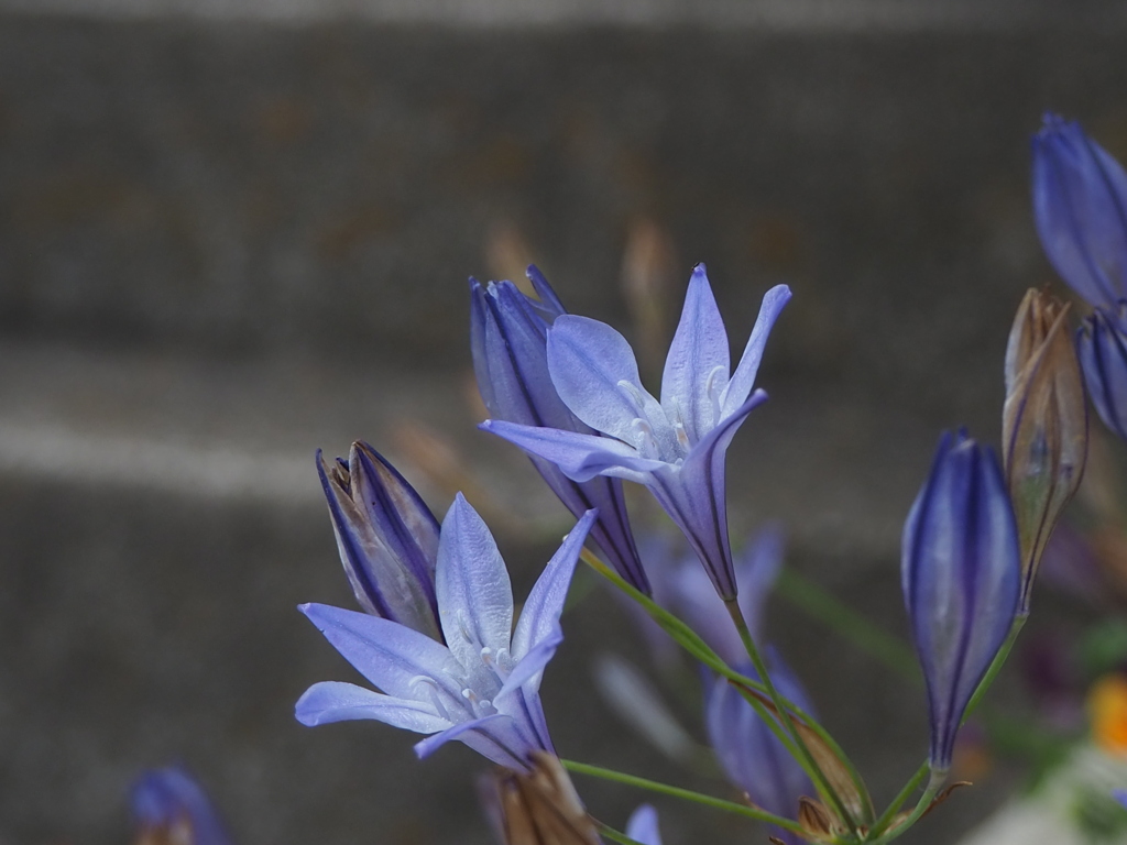 紫花