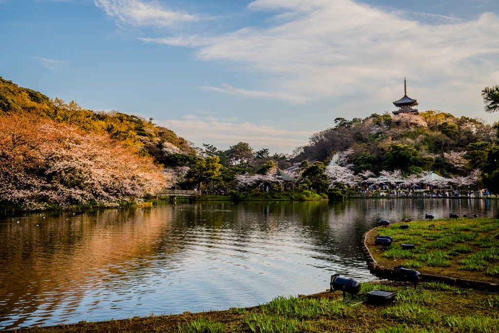 三渓園にて