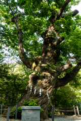 温泉神社での御神木