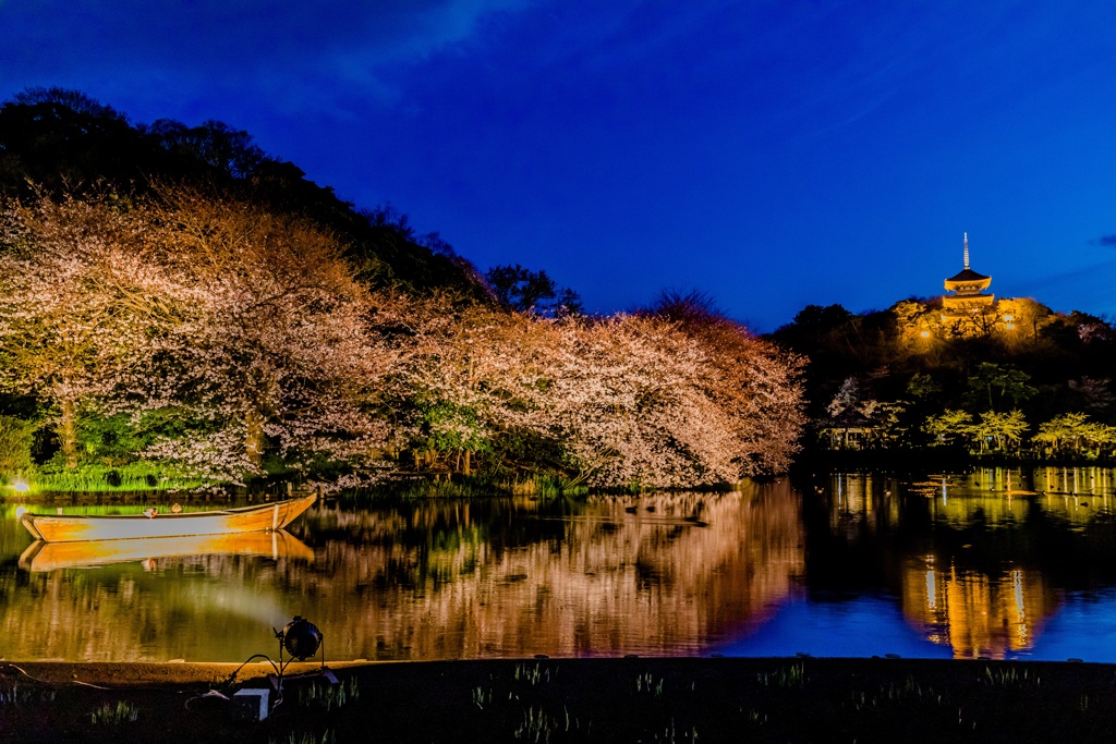 観桜の夕べ