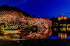 観桜の夕べ