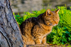 三渓園の猫