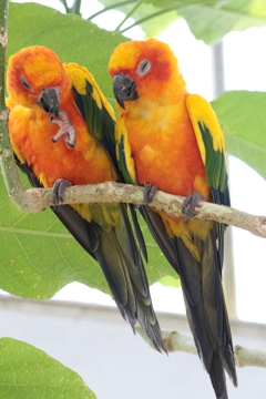 コガネメキシコインコちゃん