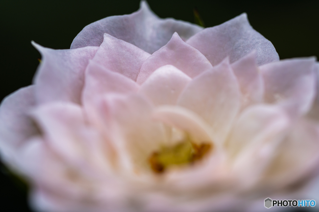 公園の薔薇 その2