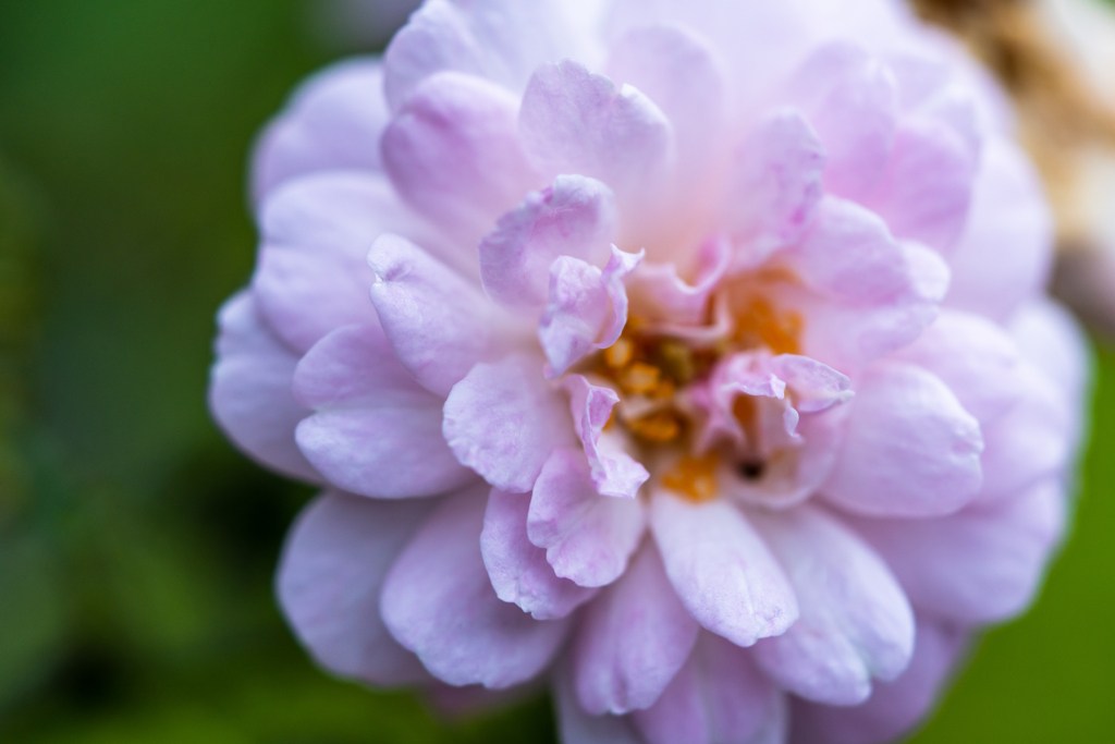 公園の薔薇