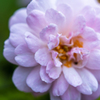 公園の薔薇