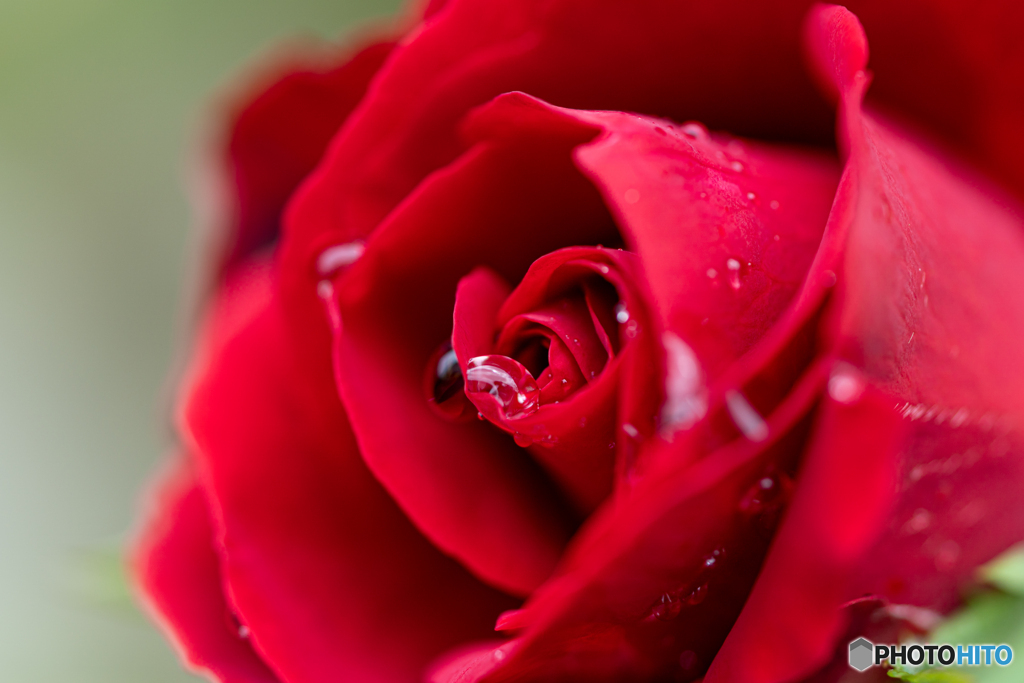 雨上がりの薔薇 その2