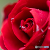 雨上がりの薔薇 その2