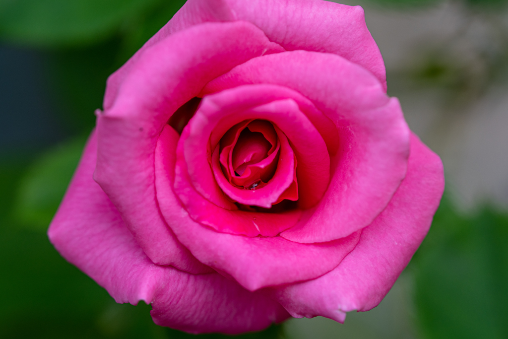 雨上がりの薔薇