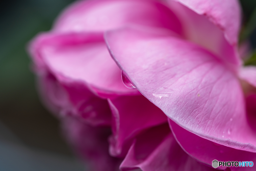 雨上がりの薔薇 その3