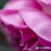 雨上がりの薔薇 その3