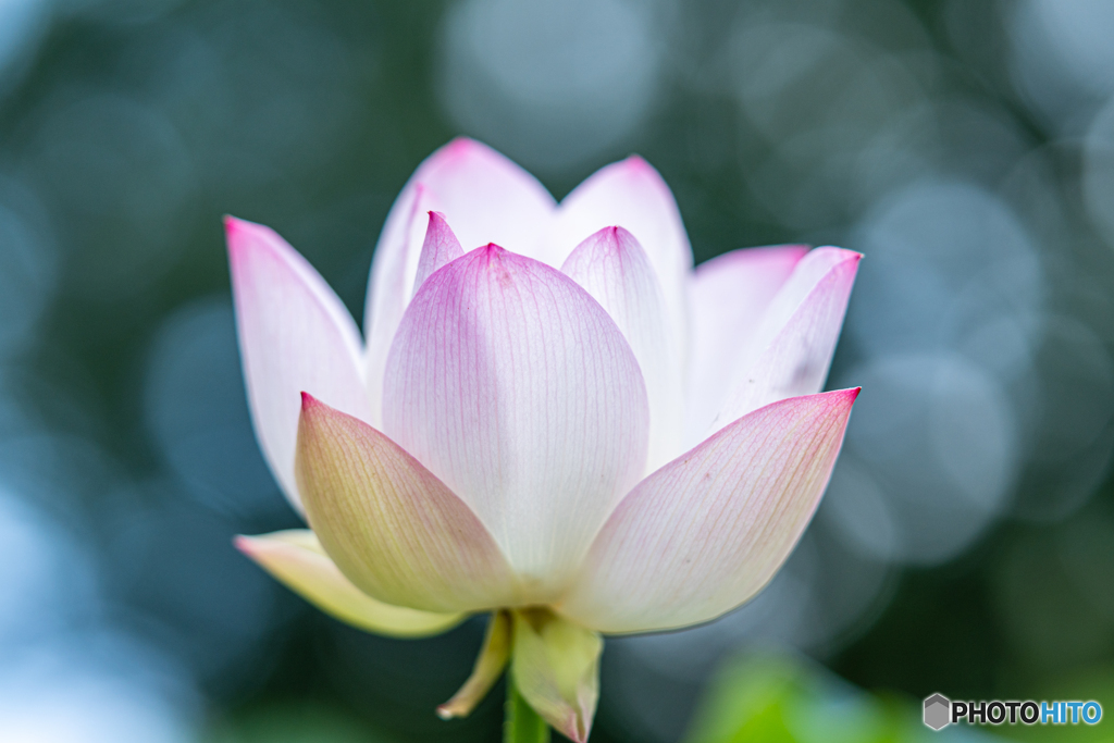昭和記念公園 蓮