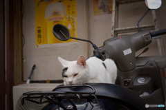 特等席